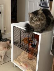 Cage à hamster doublée d'un lit pour chat