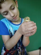 Barn som håller en kyckling