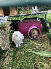 Two rabbits playing in their pink shelter and tunnel