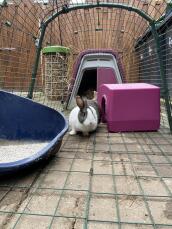 Ein kaninchen in einem auslauf mit einem lila Go stall und einem unterstand