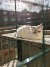 A cat resting comfortably on his outdoor shelf, inside his catio
