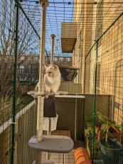 A cat enjoying the sun from his outdoor cat tree