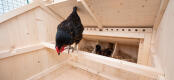 Indenfor i det rummelige hønsehus findes der tre redekasser og tre perfekt placerede siddepinde for dine høns at vælge imellem.