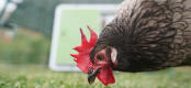 En brun kylling foran en Autodoor, der hakker i græsset