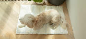 La mousse en mémoire de forme offre un confort inégalé. Vous pouvez placer le matelas sur le lit de votre chien ou à même le sol.