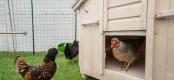 Frittgående kyllinger - et hønsehus i tre med en kylling som står i døren.