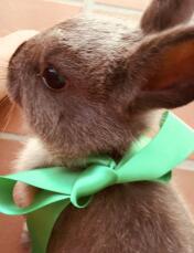 Een konijn met een groen lint om zijn nek.