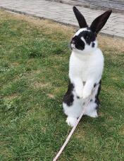 Un conejo parado sobre sus patas traseras.