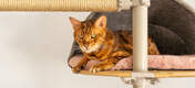 Gato sentado en la cómoda guarida gris de Freestyle árbol para gatos de interior de suelo a techo
