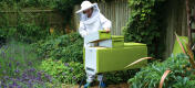 A women lifting a super off a Beehaus beehive.