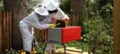 Two people inspecting bees in a red BeeHaus