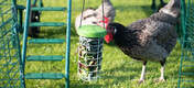 Le Caddi est une méthode propre et ordonnée pour nourrir vos poules mais il leur permet aussi de s'amuser pendant des heures !
