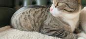 ¡Coloca la manta en el mueble favorito de tu gato para mayor comodidad!