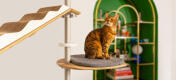Cat on Freestyle Floor to Ceiling Cat Tree Cushion Platform