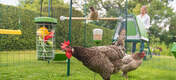Une Grand Enclos Pour Poules est un espace idéal pour faire plaisir à vos poules avec leurs jouets et friandises préférés.