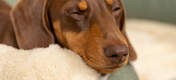 Close up af hund der sover på en Omlet memoryskum hundeseng med støttekant med blødt luksus hundetæppe.