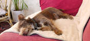 Dog Laying on Omlet Luxury Soft Dog Blanket