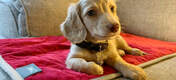 Schattige puppy liggend op rode Omlet Lux ury zachte hondendeken