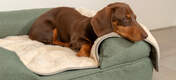 Dog Sleeping on Omlet Memory Foam Bolster Dog Bed and Luxury Soft Dog Blanket