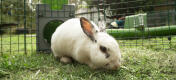 Zippi tunnelen til kaniner kan bruges til at give dine kaniner adgang til frisk græs hver dag!