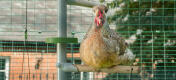 Kyckling sitter på Poletree i en hönsgård med gångbana