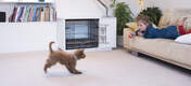 De Omlet Fido Nook is een elegant ontworpen meubelstuk voor honden en zal er geweldig uitzien in elke kamer.