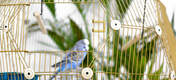 Perruche dans la cage à oiseaux Omlet Geo avec la cage Gold