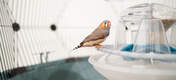 Vogelkäfig für kanarienvögel - Die preiswertesten Vogelkäfig für kanarienvögel ausführlich analysiert