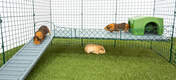 Two Guinea Pigs inside of Omlet Zippi Guinea Pig Playpen with Zippi Platforms and Green Zippi Shelter
