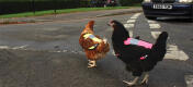 Sorgen Sie dafür, dass Ihre Hühner mit einer Warnweste leicht zu sehen sind!