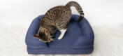Sød kat hygger sig på en midnatsblå katteseng af skumgummi