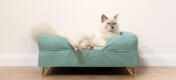 Schattige witte pluizige kat zittend op groenblauw traagschuim kattenbolster bed met Gold haarspeld pootjes