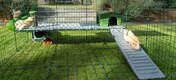 Two Guinea Pigs on Zippi Platforms and Green Zippi Shelter inside of Omlet Zippi Guinea Pig Playpen