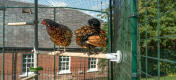 Chickens sitting on perch connected to PoleTree and Walk in Chicken Run