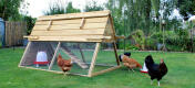 Four chickens pecking around a Boughton Chicken Coop