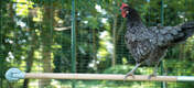 Tener una percha en el corral permite que las gallinas puedan satisfacer su instinto de posarse en lo más alto
