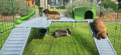 Tre kaniner inni Omlet Zippi kanin lekegrind med to på Zippi plattformer