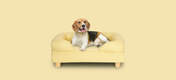 En hund på en gul memory foam bolster seng