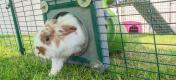Kanin går ind i en udendørs kaningård der er forbundet til et kaninhus med en tunnel