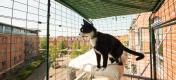 cat relaxing inside a safe cat balcony enclosure