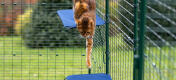 Katt som hoppar ner från en katthylla av tyg i Omlet utomhus catio run