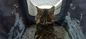 Kat krijgt privacy binnen van Maya kattenbak meubilair