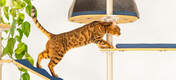 Cat climbing Omlet Freestyle Indoor Cat Tree
