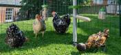 Chickens in walk in chicken run with Caddi treat holder hanging from Poletree