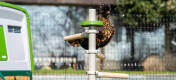 Poule perchée dans l'échelle à perchoir de jardin autonome et personnalisable