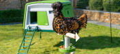Ein Huhn sitzt auf dem freistehenden universellen Hühnerstangensystem