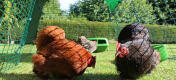 Dine høns vil nyde at søge føde i den sikre, rovdyrsikre hønsegård på Eglu Go