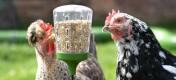 Des poulets qui mangent sur le site Omlet pic toy