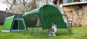 Un coniglio nel cortile della conigliera Eglu Go 