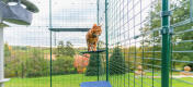 Kot imbirowy stojący na Omlet zewnętrzna półka dla kota z tkaniny w zewnętrznym catio